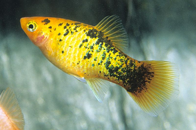 PLATY CALICO NEON