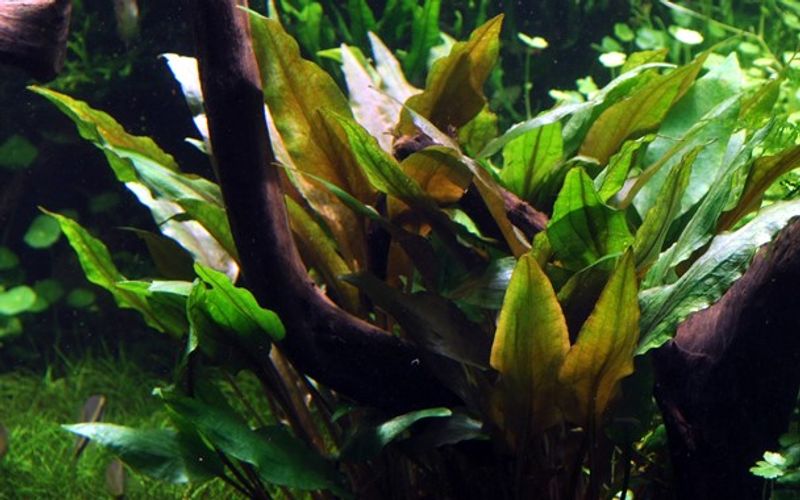 Cryptocoryne undulata 