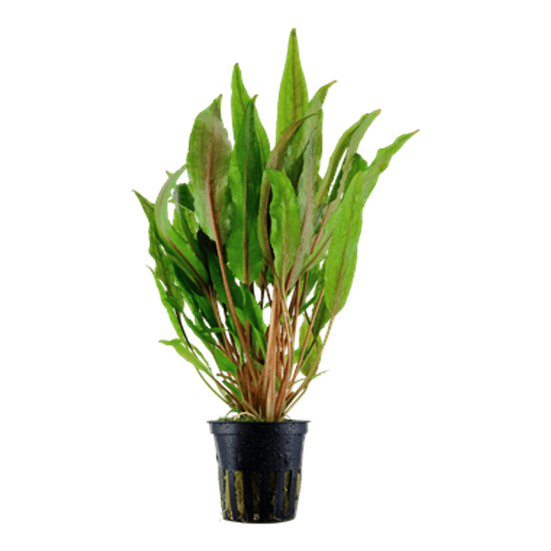 Cryptocoryne undulata 