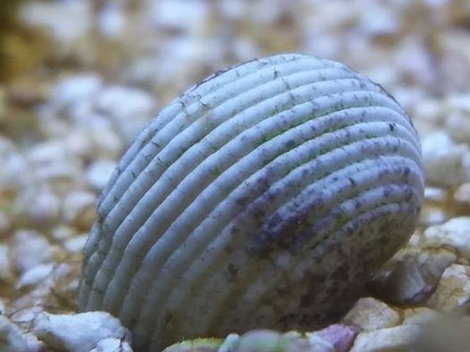 Hovedbilde Nerita sp. White (soft shell grazer snail) 