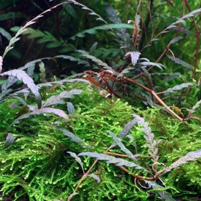 Hovedbilde Hygrophila pinnatifida - Potte