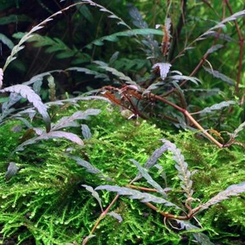 Hygrophila pinnatifida - Potte