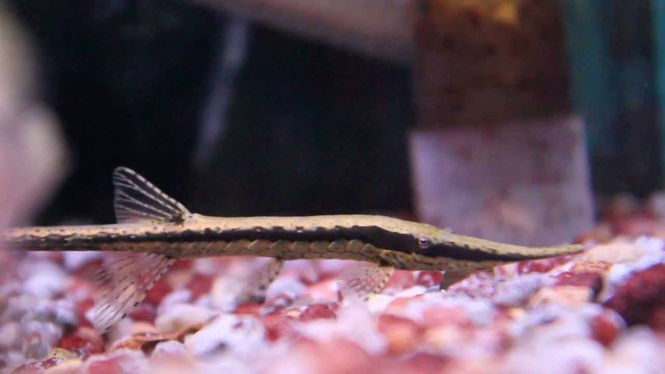 Hovedbilde Farlowella Acus 12-14cm VF