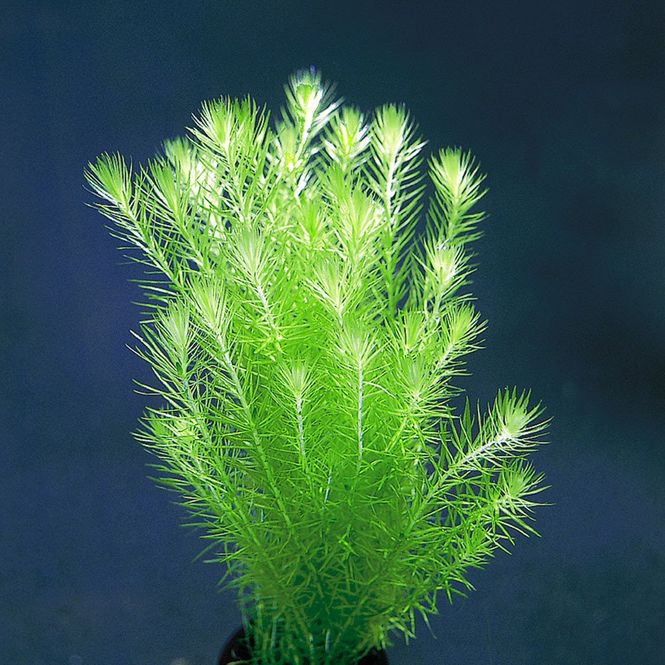 Hovedbilde Mayaca fluviatilis invtro