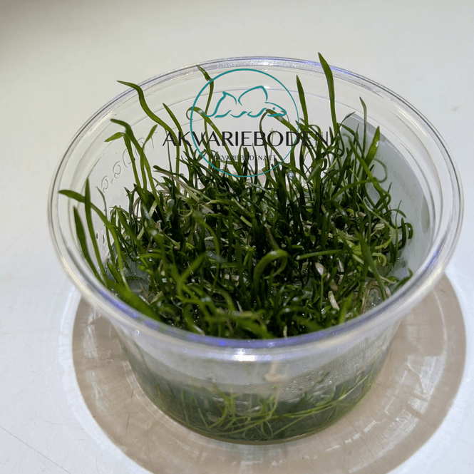 Hovedbilde Lilaeopsis brasiliensis invitro
