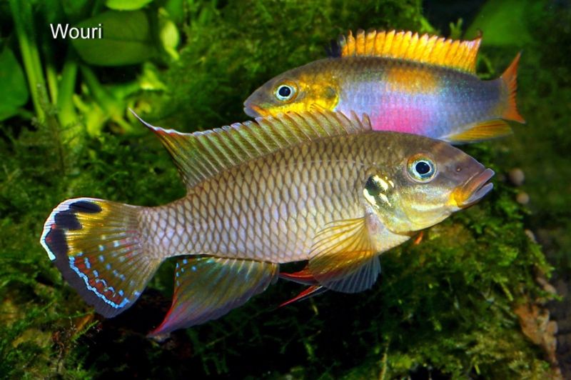 Pelvicachromis drachenfelsi 