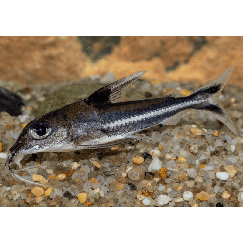 Tenellus  trimaculatus