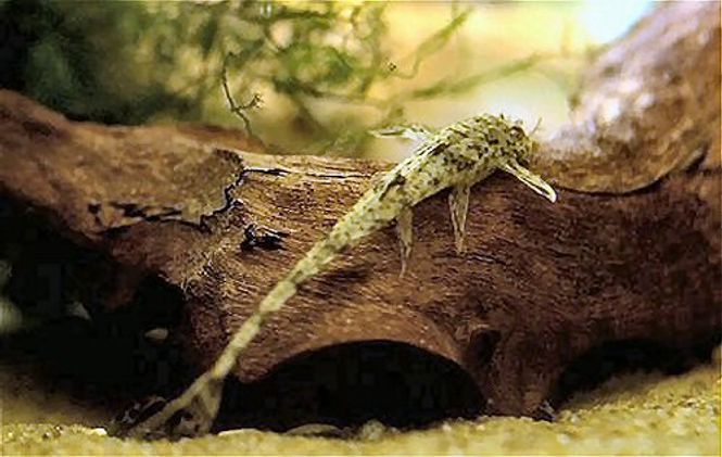 Hovedbilde Hemiloricaria Parva 