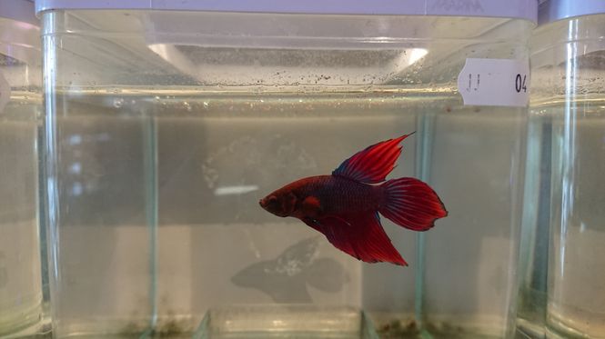 Hovedbilde Betta Splendes Kampfisk Hanner mix 
