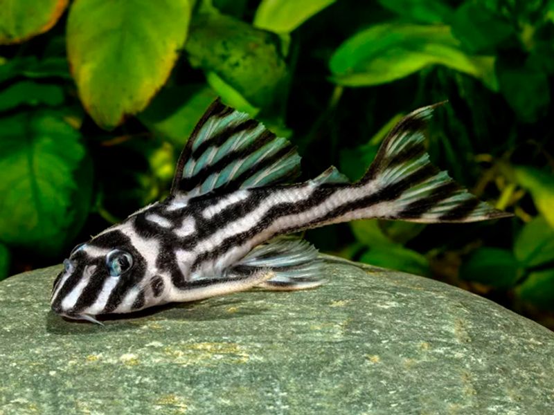 L046 Hypancistrus zebra  Voksne VF Par 