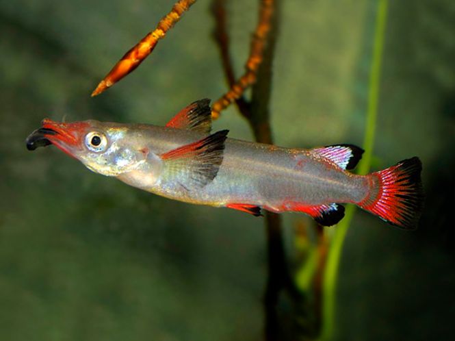 Hovedbilde Nomorhamphus liemi 
