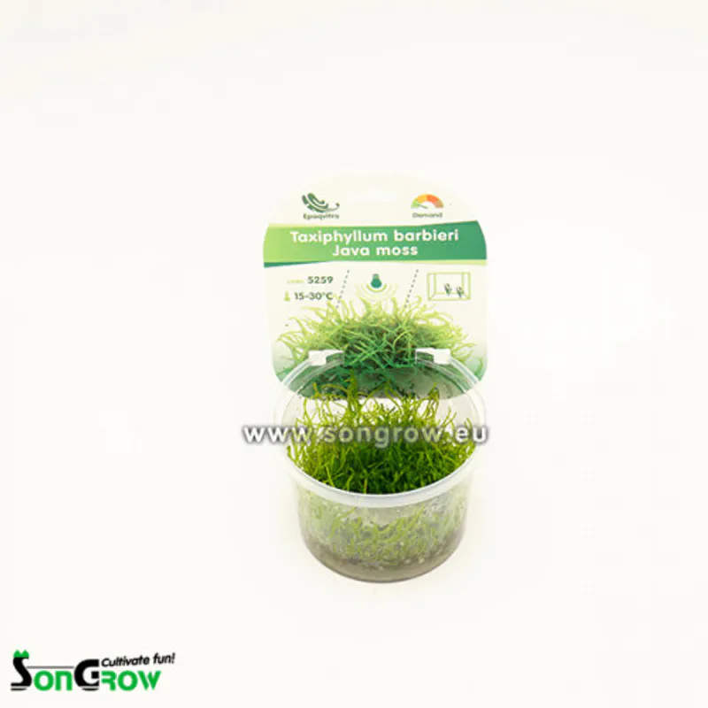 Java moss - Taxiphyllum barbieri invtro