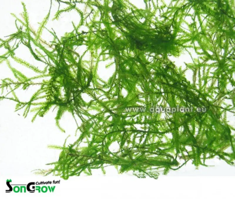Java moss - Taxiphyllum barbieri invtro