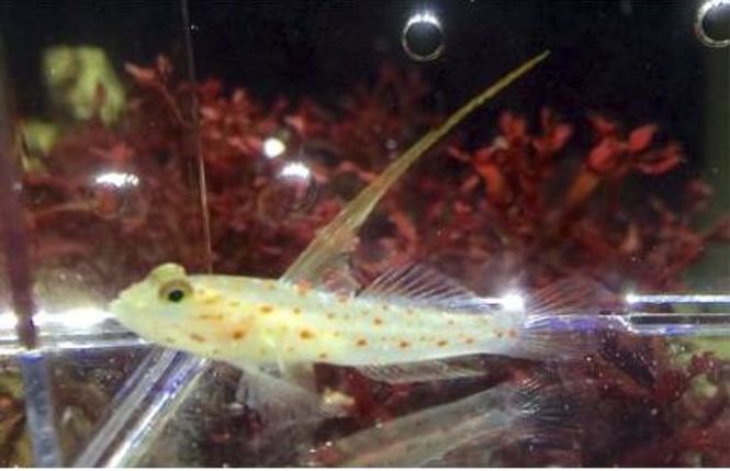 Hovedbilde Orange Spotted Hi-Fin Goby (Amblyeleotris guttata)