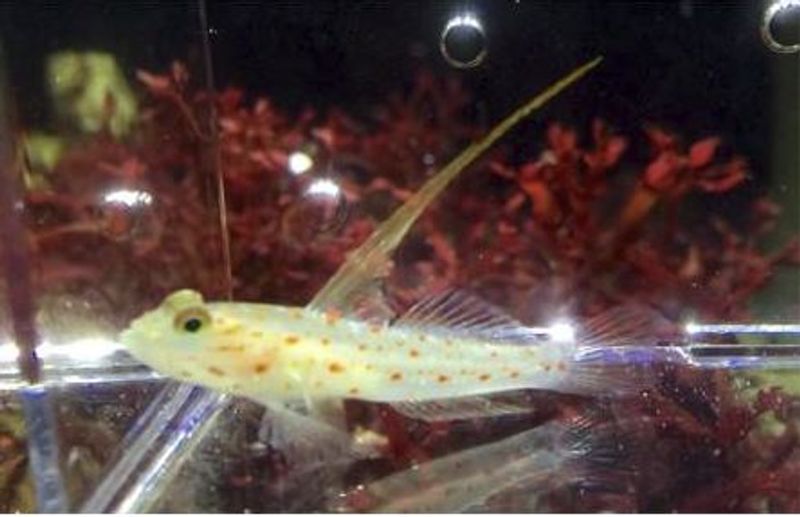 Orange Spotted Hi-Fin Goby (Amblyeleotris guttata)