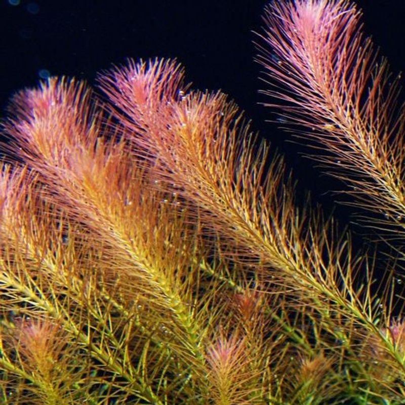 Rotala wallichii 