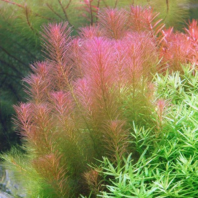 Hovedbilde Rotala wallichii 
