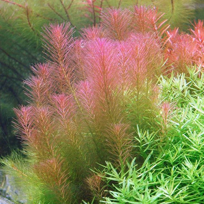 Rotala wallichii 