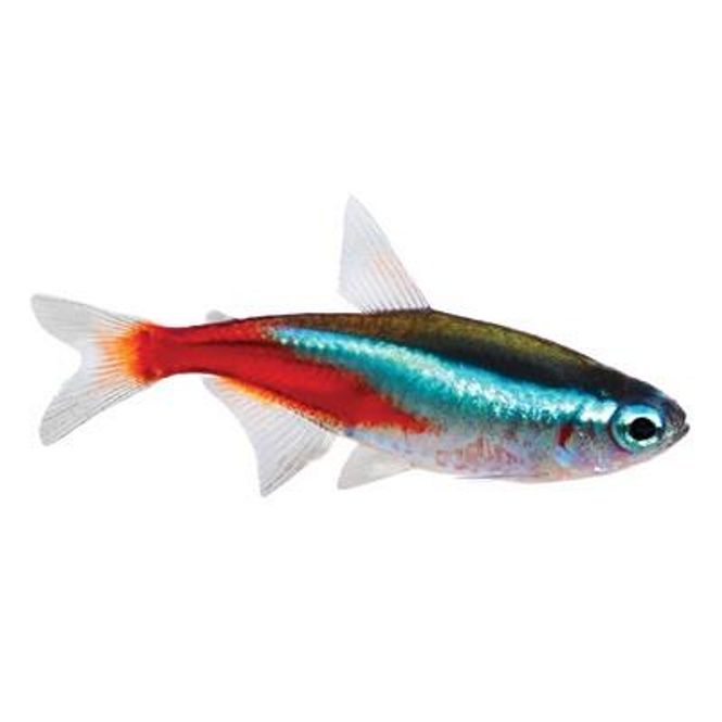Hovedbilde NEONTETRA 2.5-3,5CM