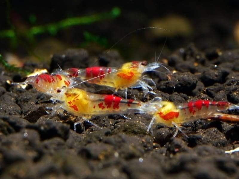 Caridina Calceo / Golden Dragon