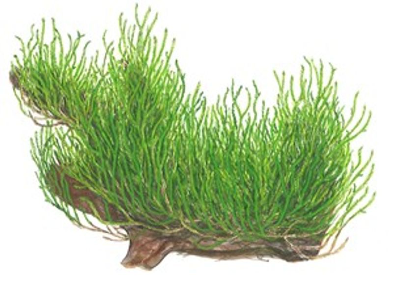 Taxiphyllum 