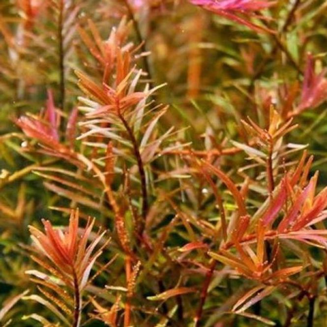 Hovedbilde Rotala Vietnam Hra - potte