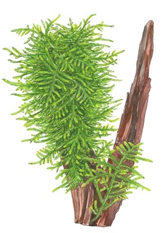 Taxiphyllum 