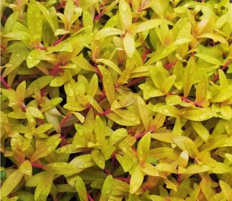 Nesaea pedicellata Golden
