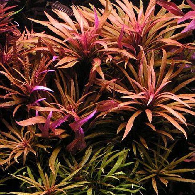 Hovedbilde Pogostemon Stellata Broadleaf  Red