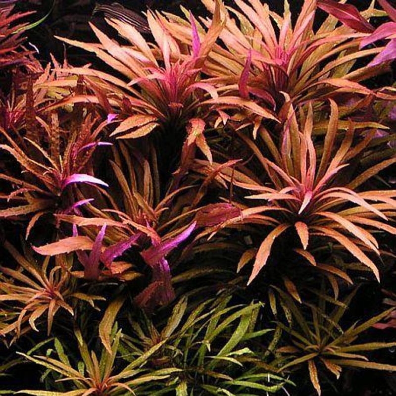 Pogostemon Stellata Broadleaf  Red