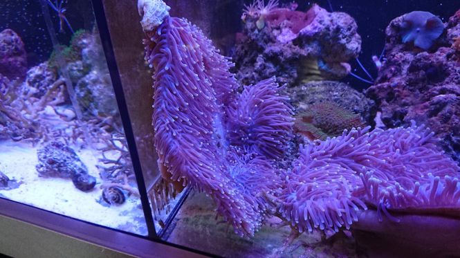 Hovedbilde ANEMONE  /Heteractis sp