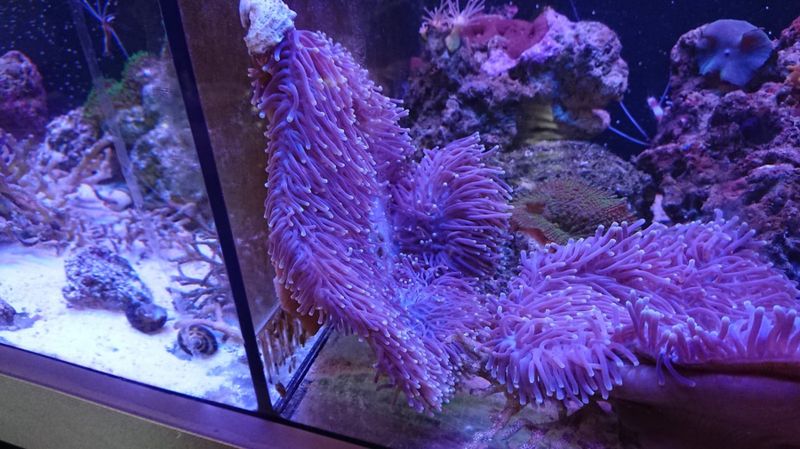 ANEMONE  /Heteractis sp