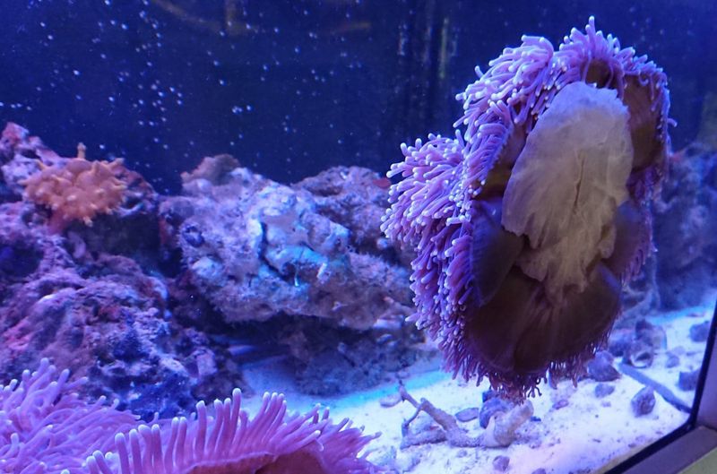 ANEMONE  /Heteractis sp