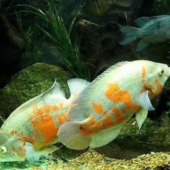 Hovedbilde Tiger Oscar Ciklide  / ASTRONOTUS OCELLATUS albino 5-6cm 