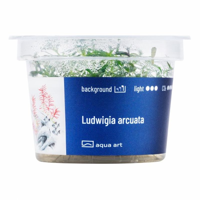 Aqua-Art Invitro Ludwigia arcuata