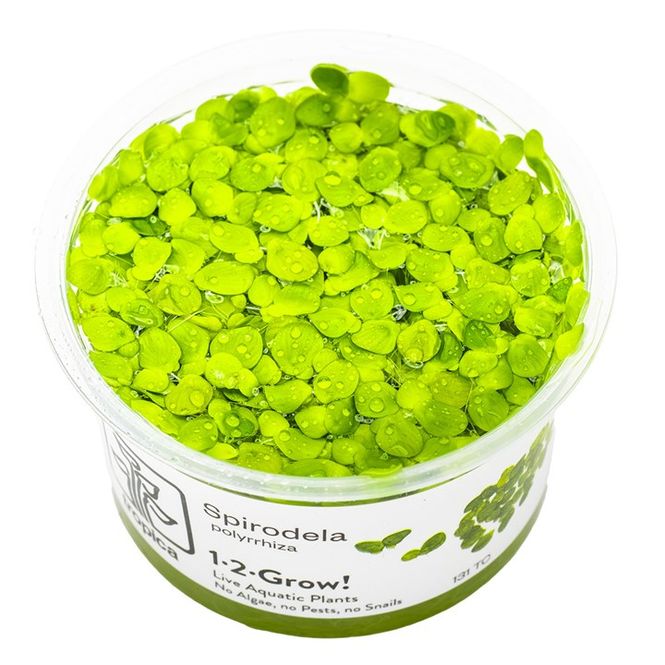 Hovedbilde Spirodela polyrrhiza 1-2 Grow Invitro