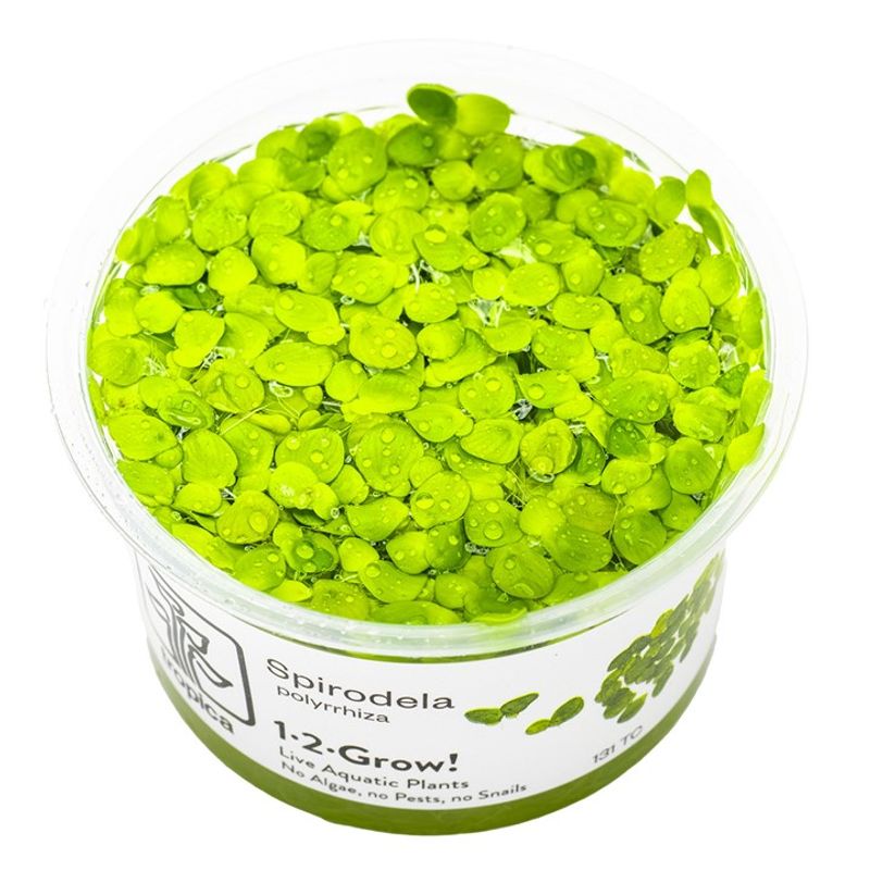 Spirodela polyrrhiza 1-2 Grow Invitro