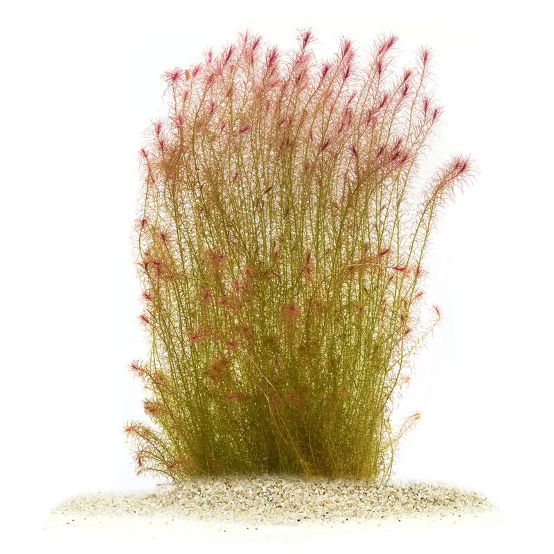 Mayaca Fluviatilis Santarem Red Invitro  (meget sjelden)