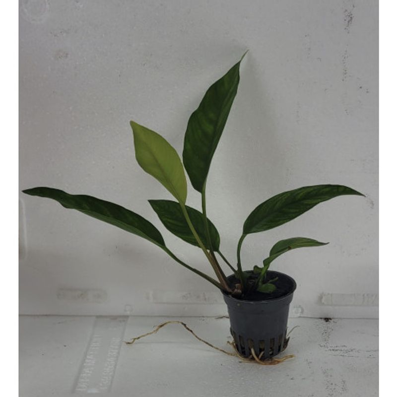 Anubias Sagitea Akvarieplante