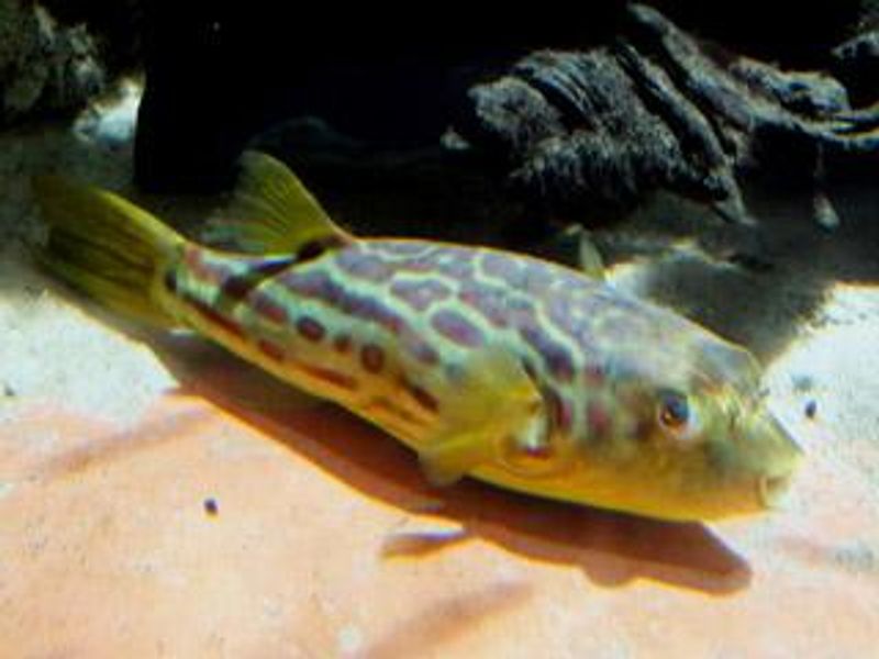 Tetraodon Pustulatus 
