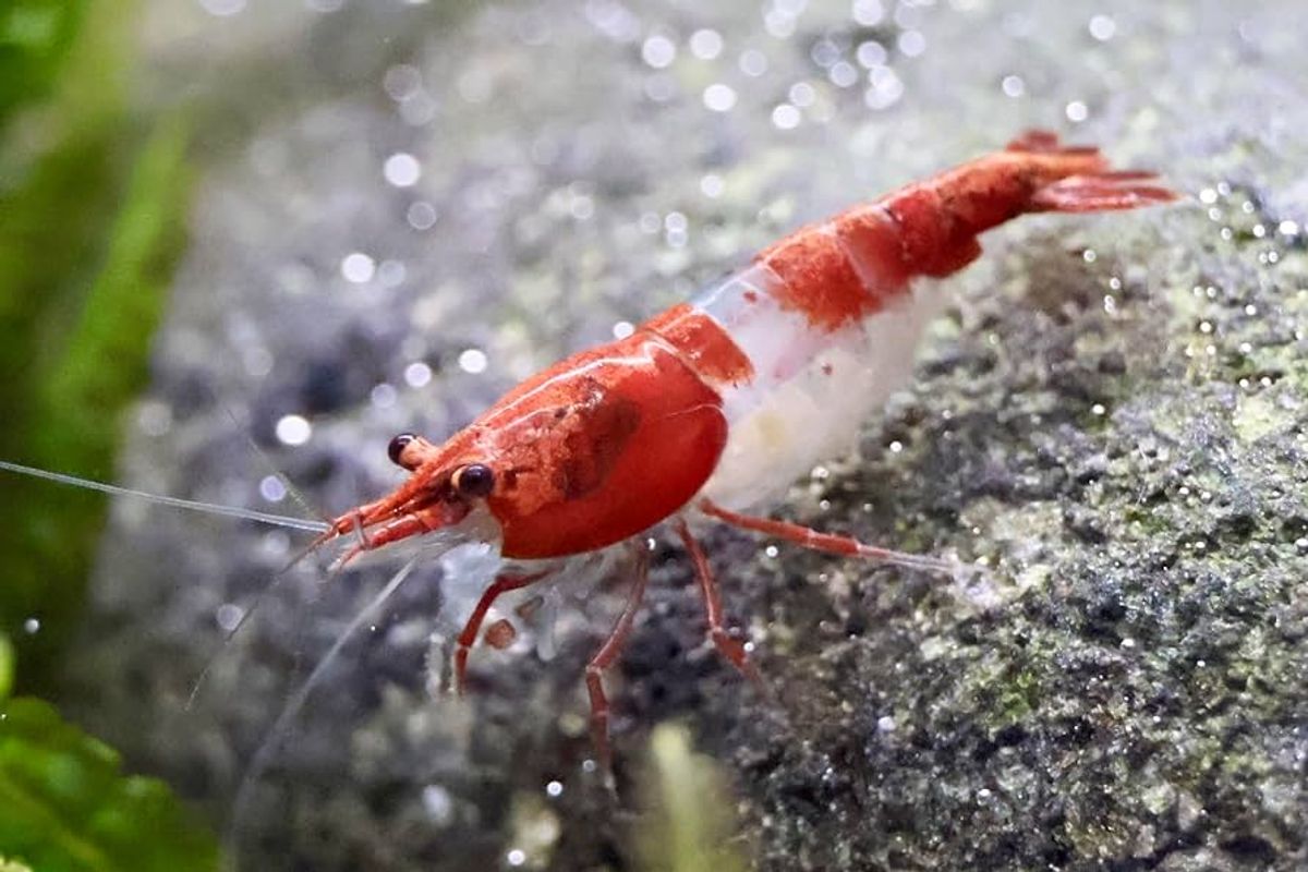 Neocaridina davidi Rød Rili Reker 