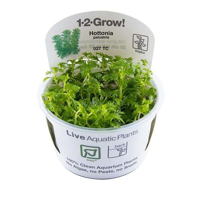 Hovedbilde Hottonia palustris 1-2 Grow
