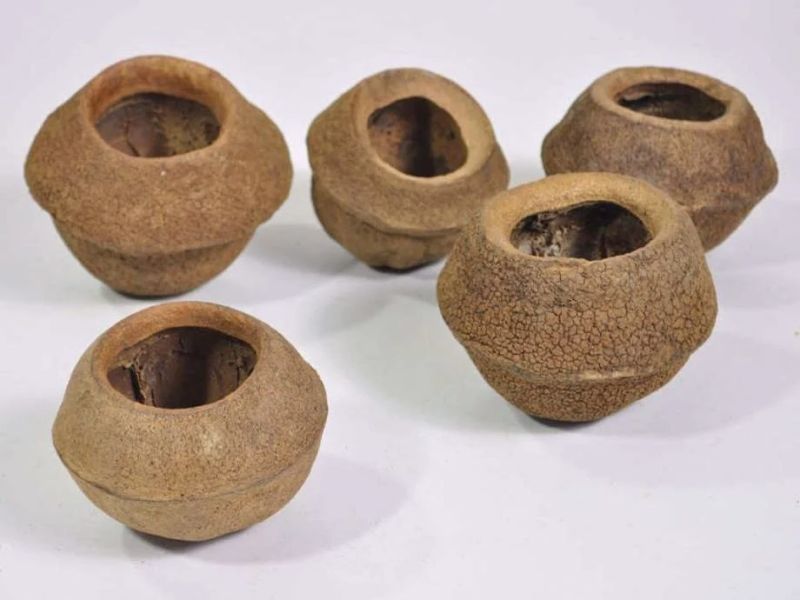 Sapucainha Pod 11-13cm