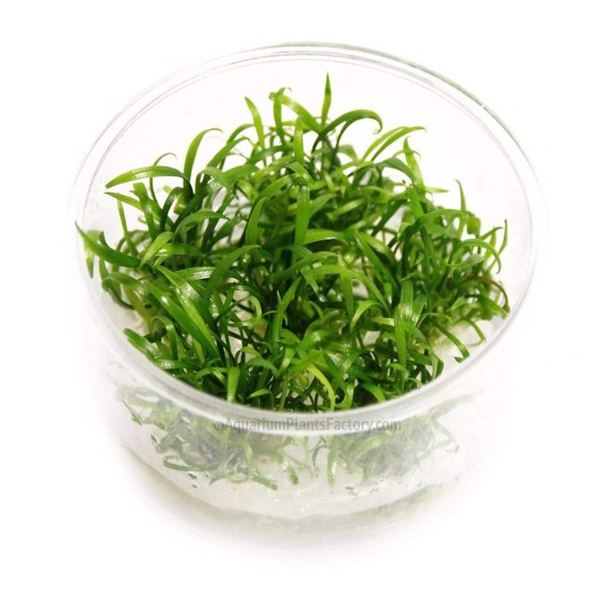 Hovedbilde Cryptocoryne parva - Invitro