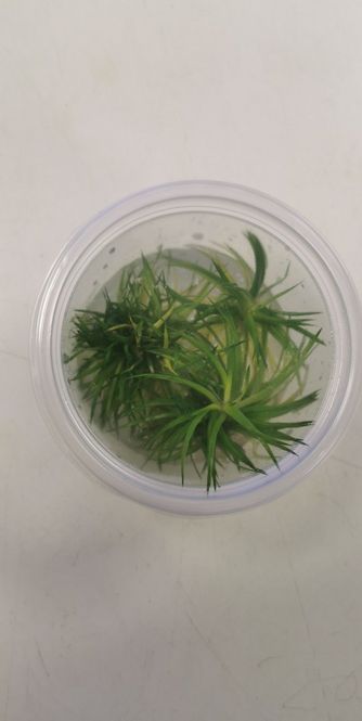 Hovedbilde Eriocaulon Cinereum polaris (InVitro)