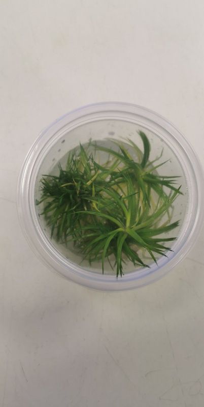 Eriocaulon Cinereum polaris (InVitro)