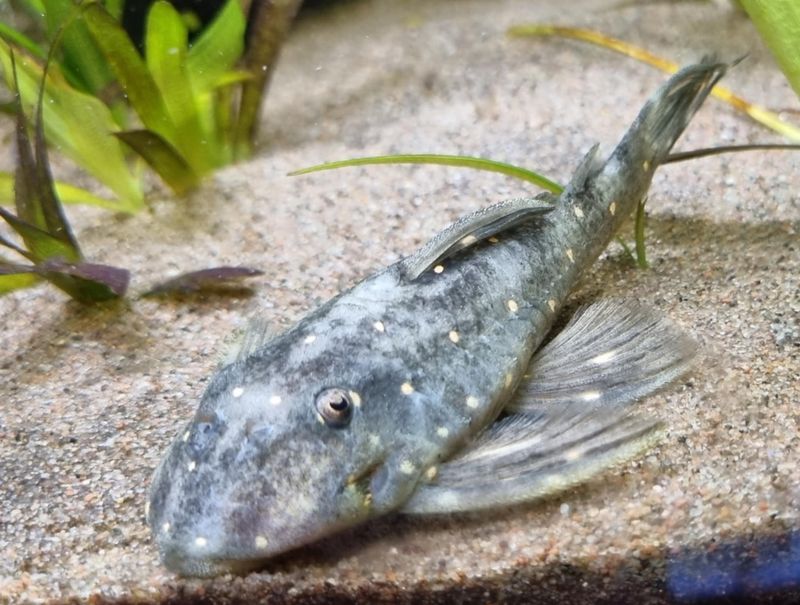 Panaqolus Albomaculatus LDA31 10-12cm