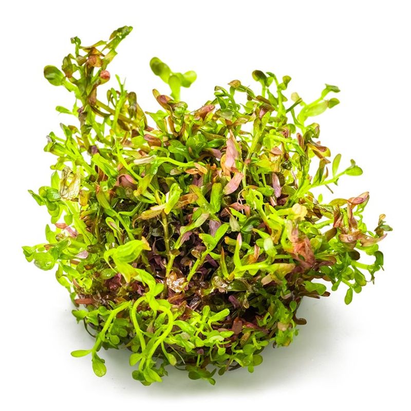 Rotala rotundifolia 'Blood Red' 1-2 Grow Invitro