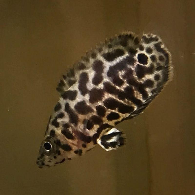 Leopard buskfisk 
