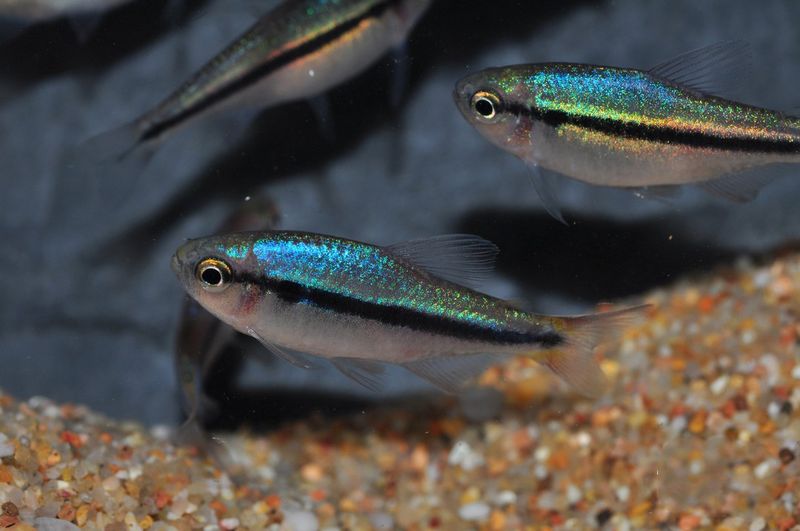 Hyphessobrycon cyanotaenia  ( Lapis Tetra ) VF 